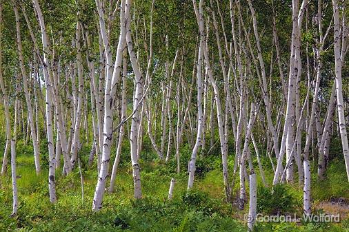 Birch Grove_03290.jpg - Photographed in Sudbury, Ontario, Canada.